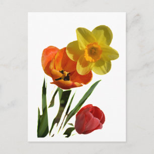 Rote Tulpen und gelbe Osterglockenblumen Postkarte