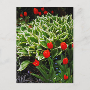 Rote Tulpen und hosta Pflanze drucken Postkarte