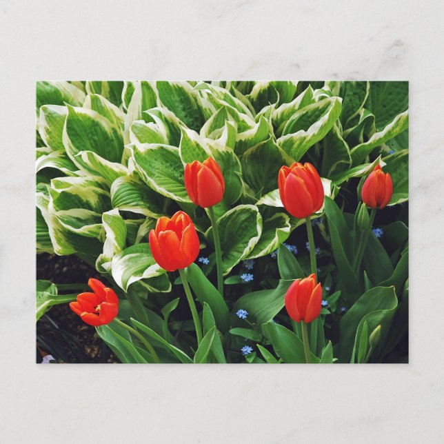Rote Tulpen und hosta Pflanze Postkarte (Vorderseite)