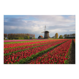Rote Tulpen und Windmühle Fotodruck