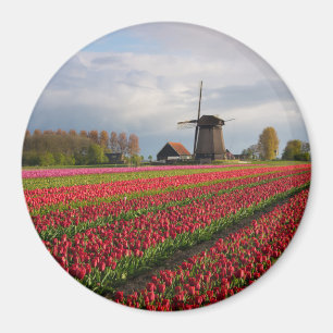 Rote Tulpen und Windmühle Magnet