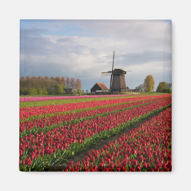 Rote Tulpen und Windmühle Magnet (Vorne)