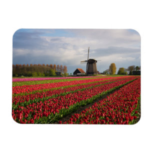 Rote Tulpen und Windmühle Magnet