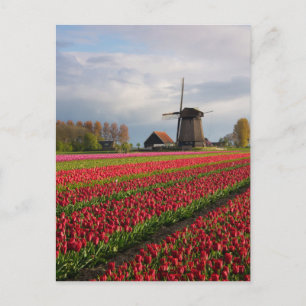 Rote Tulpen und Windmühle Postkarte