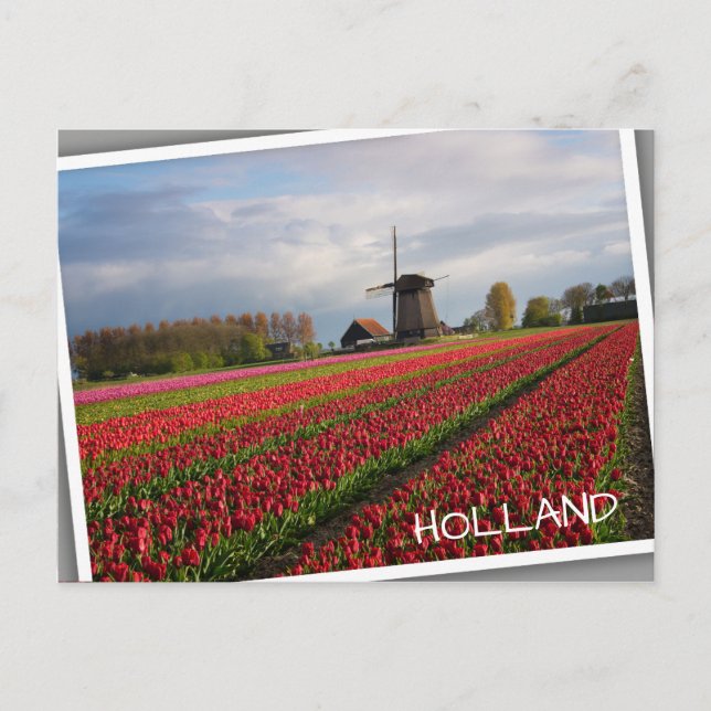 Rote Tulpen und Windmühle Postkarte (Vorderseite)