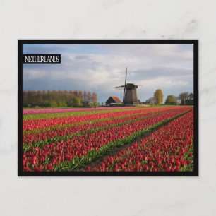 Rote Tulpen und Windmühle Postkarte