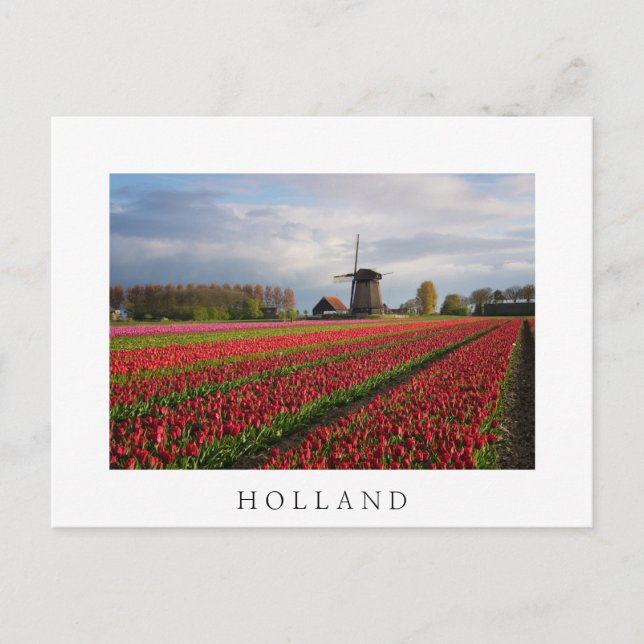 Rote Tulpen und Windmühle Postkarte (Vorderseite)