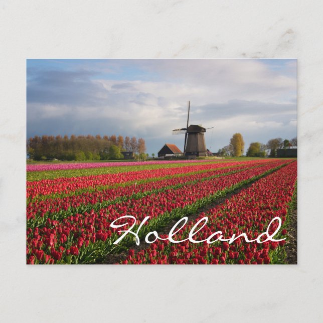 Rote Tulpen und Windmühle Postkarte (Vorderseite)
