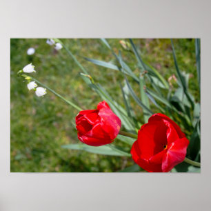 Rote Tulpen und zarte weiße Schneeglöckchen Poster
