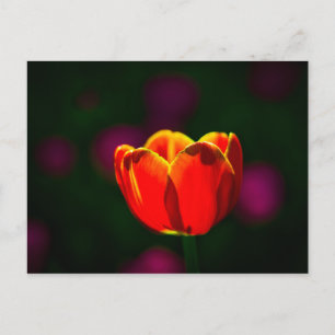 Rote Tulpenblume Postkarte