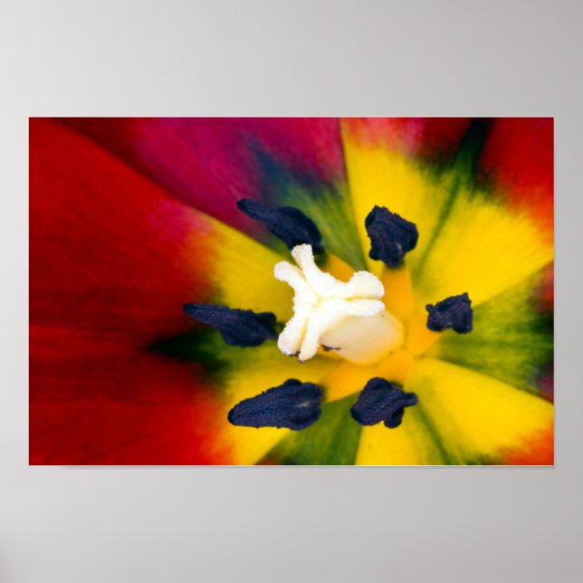 Rote Tulpenblumen Poster (Vorne)