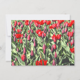 Rote Tulpenkarte