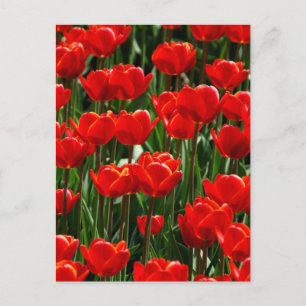 Rote Tulpenrose Florale Blumen Fotografie Postkarte