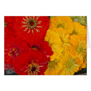 Rote u. gelbe Zinnias