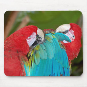 Rote und blaue Papageien drucken Mousepad