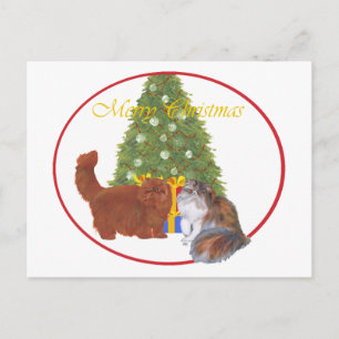 Rote und Calico Perserkatzen Weihnachten