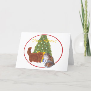 Rote und Calico Perserkatzen Weihnachten