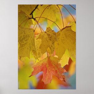 Rote und gelbe Ahornblätter im Süden Poster