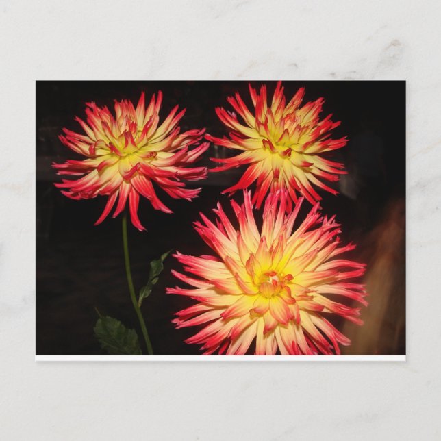 Rote und gelbe Dahlia Postkarte (Vorderseite)