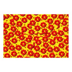 Rote und gelbe Dahlien-Blume Fotodruck