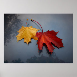 ROTE UND GELBE MAPLE-BLÄTTER POSTER