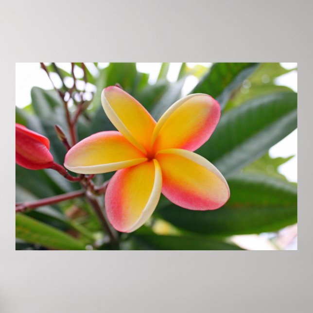 Rote und gelbe Plumeria 1 Poster (Vorne)