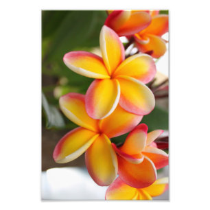 Rote und gelbe Plumeria 2 Fotodruck