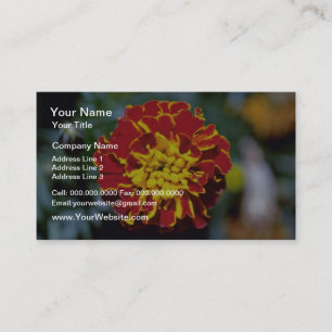Rote und gelbe Ringelblumen-Blumen Visitenkarte