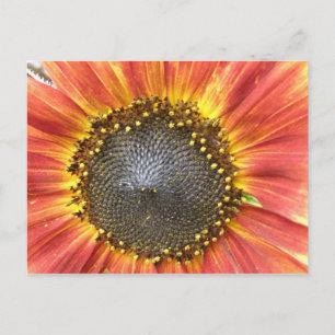 Rote und gelbe Sonnenblumen Postkarte