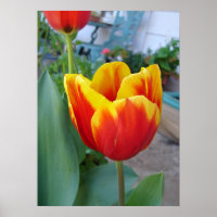 Rote und gelbe Tulip Blume Foto Poster