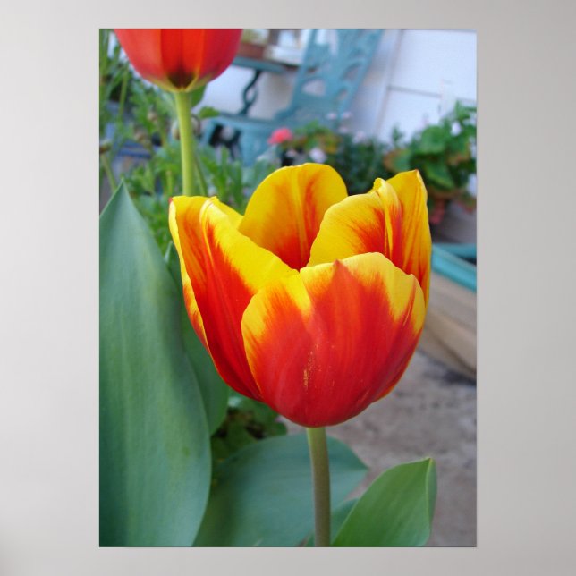 Rote und gelbe Tulip Blume Foto Poster (Vorne)