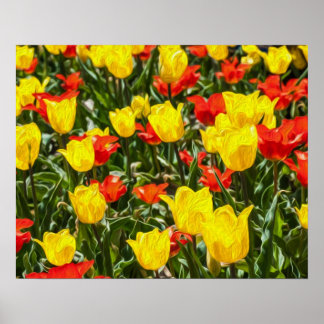 Rote und gelbe Tulissen Poster