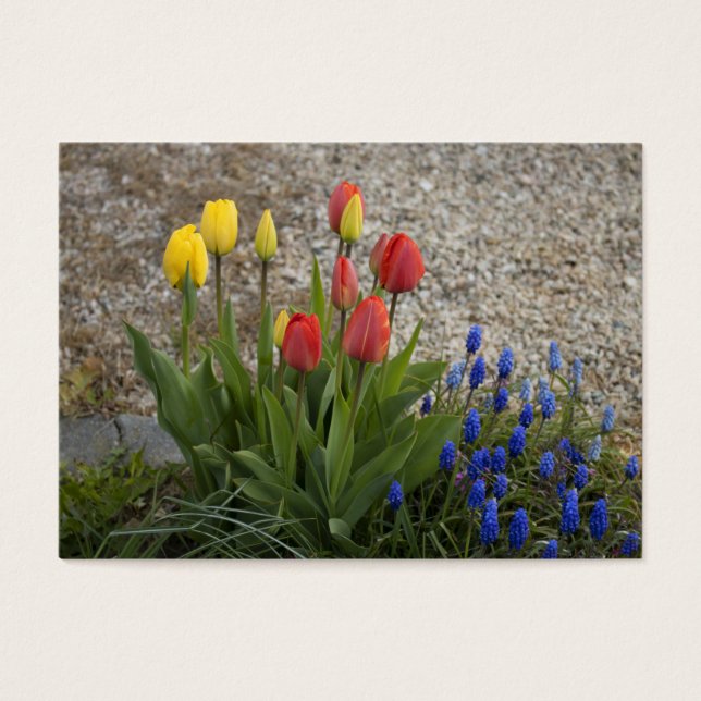 Rote und gelbe Tulpen (Vorderseite)