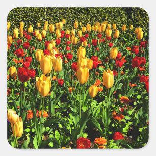 Rote und gelbe Tulpen #1 Quadratischer Aufkleber