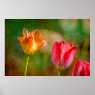 Rote und gelbe Tulpen auf texturiertem Hintergrund Poster