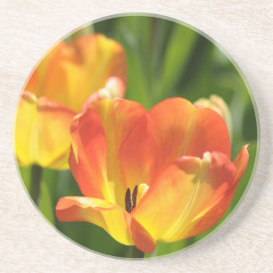 Rote und gelbe Tulpen im Frühjahrsgarten Sandstein Untersetzer