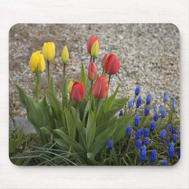 Rote und gelbe Tulpen Mousepad (Vorne)
