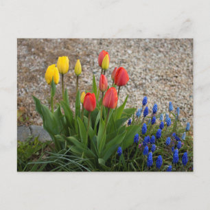 Rote und gelbe Tulpen Postkarte
