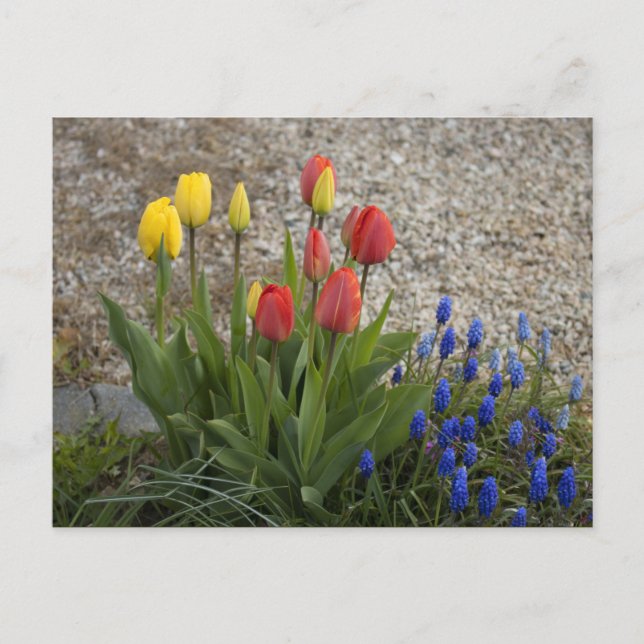 Rote und gelbe Tulpen Postkarte (Vorderseite)