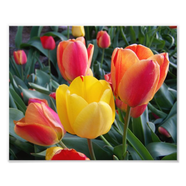 Rote und gelbe Tulpen Steingarten Foto (Vorne)