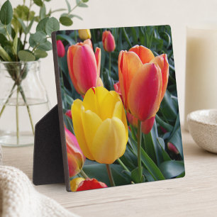 Rote und gelbe Tulpen Steingarten Foto Fotoplatte