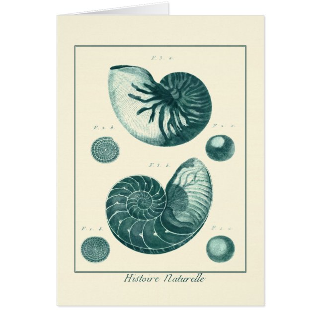 Rote und grüne Seashell-Kunst (Vorne)