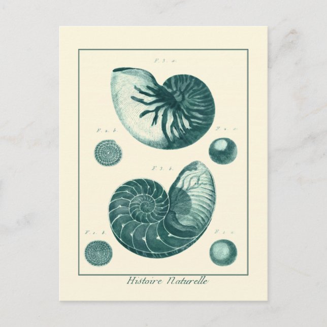 Rote und grüne Seashell-Kunst Postkarte (Vorderseite)