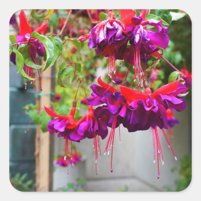 Rote und Lila Fuchsia #1 Stickers (Vorderseite)