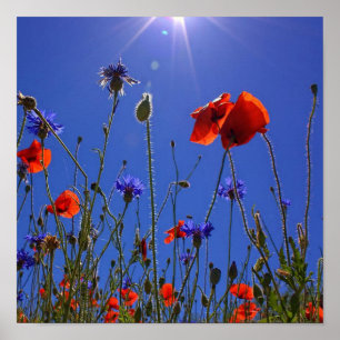 Rote und lila Rose, die sich einem blauen Himmel u Poster