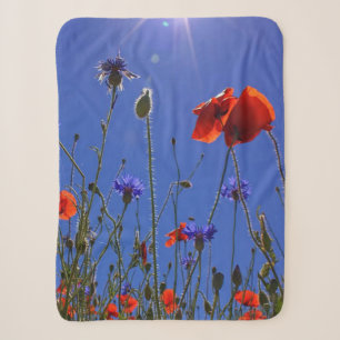 Rote und lila Rose, die sich einem blauen Himmel u Sherpadecke