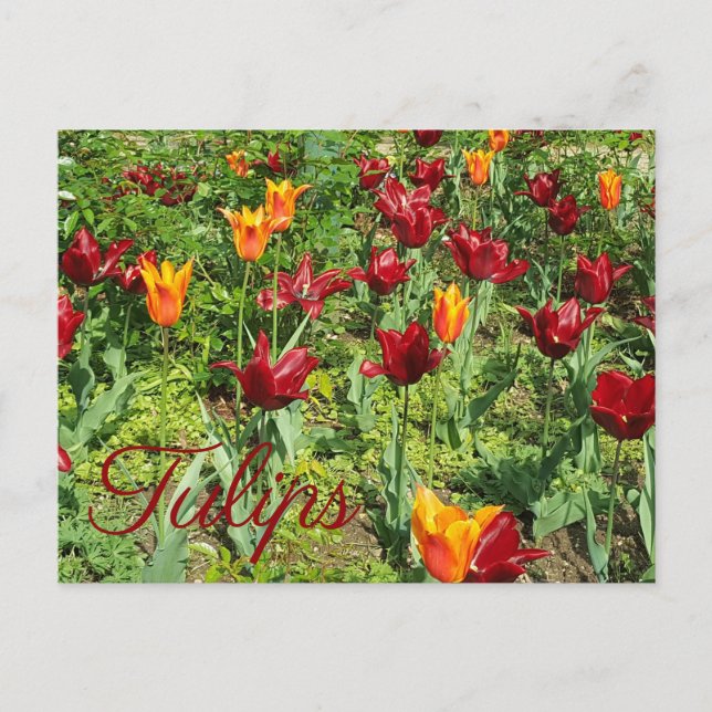 Rote und orange Blume Tulips Blumenfotografie Postkarte (Vorderseite)