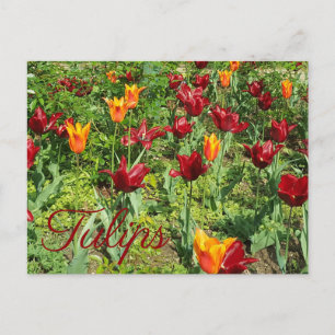 Rote und orangefarbene Blume Tulips Blumenfotograf Postkarte
