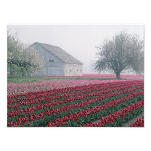 Rote und rosa Tulpen begrüßen den Tag an einem neb Fotodruck