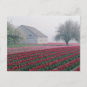 Rote und rosa Tulpen begrüßen den Tag an einem neb Postkarte